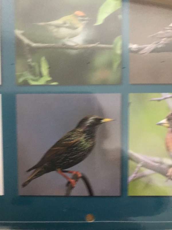 Birds Calendar 2023 Sealed