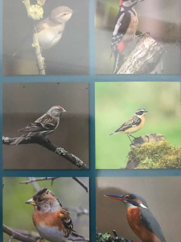 Birds Calendar 2023 Sealed