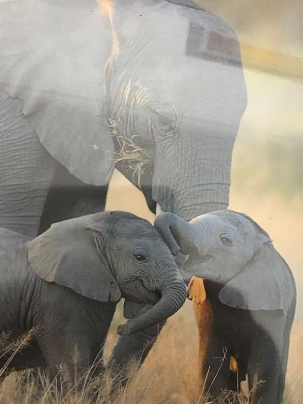 Elephants calendar 2023 Sealed New