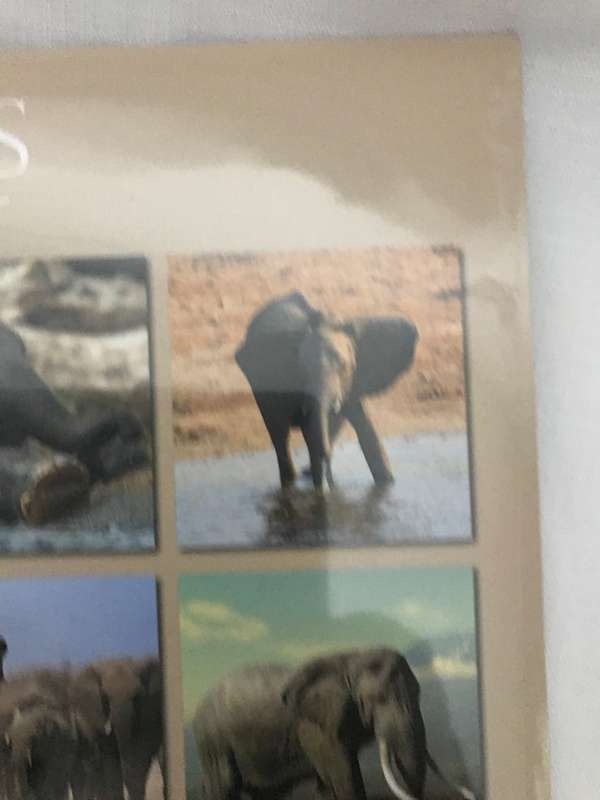 Elephants calendar 2023 Sealed New