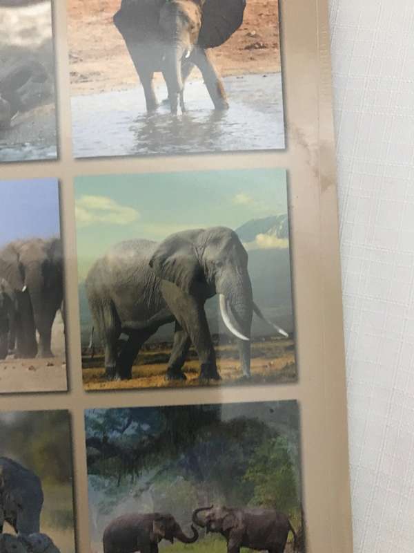 Elephants calendar 2023 Sealed New
