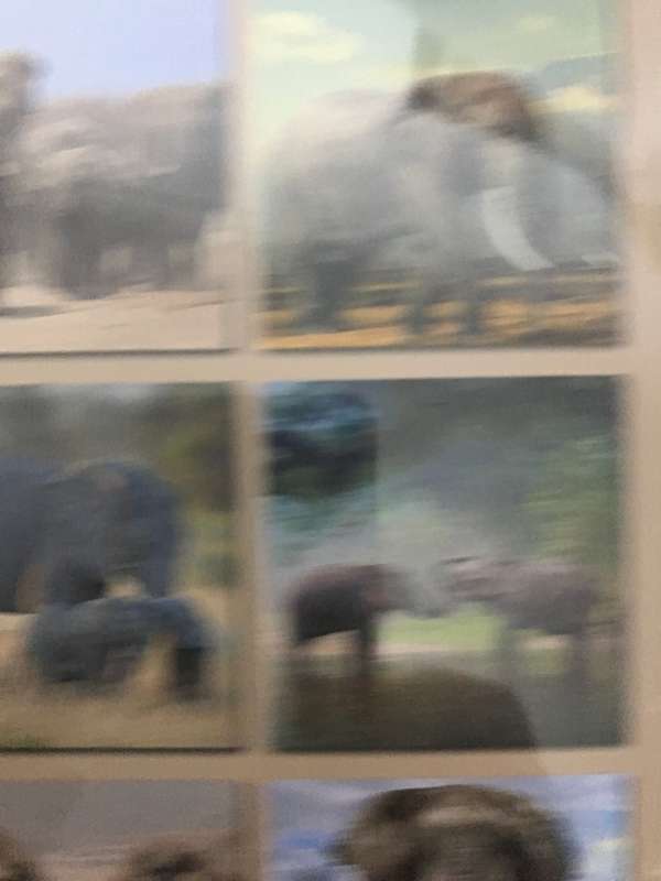 Elephants calendar 2023 Sealed New