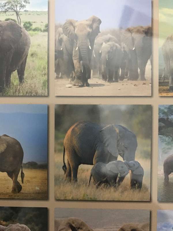 Elephants calendar 2023 Sealed New