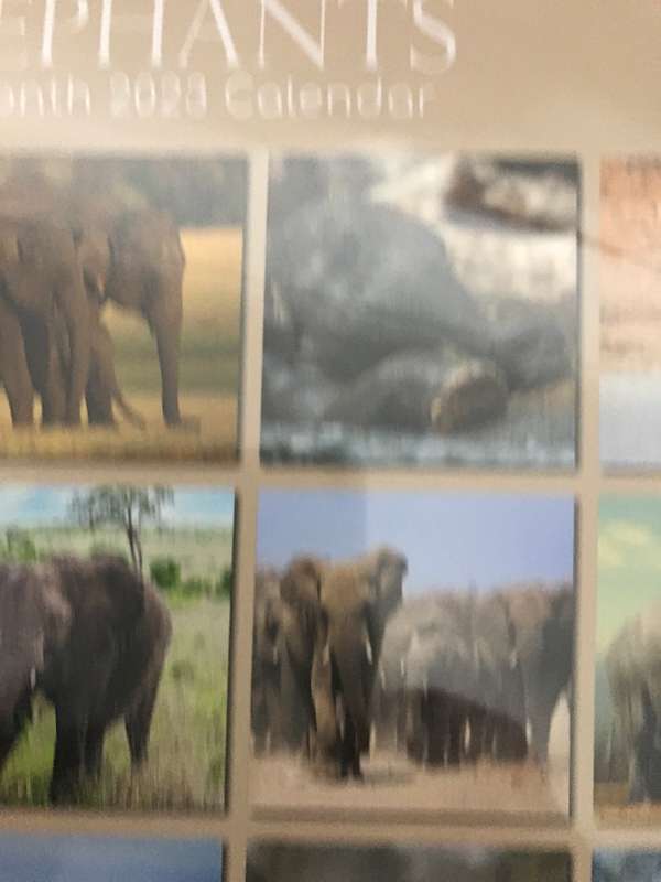 Elephants calendar 2023 Sealed New