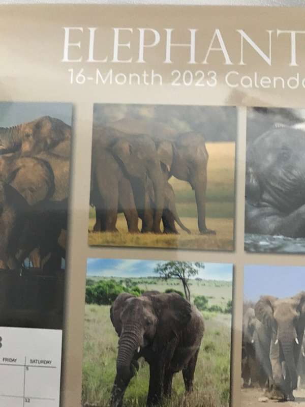 Elephants calendar 2023 Sealed New