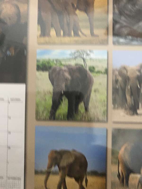 Elephants calendar 2023 Sealed New