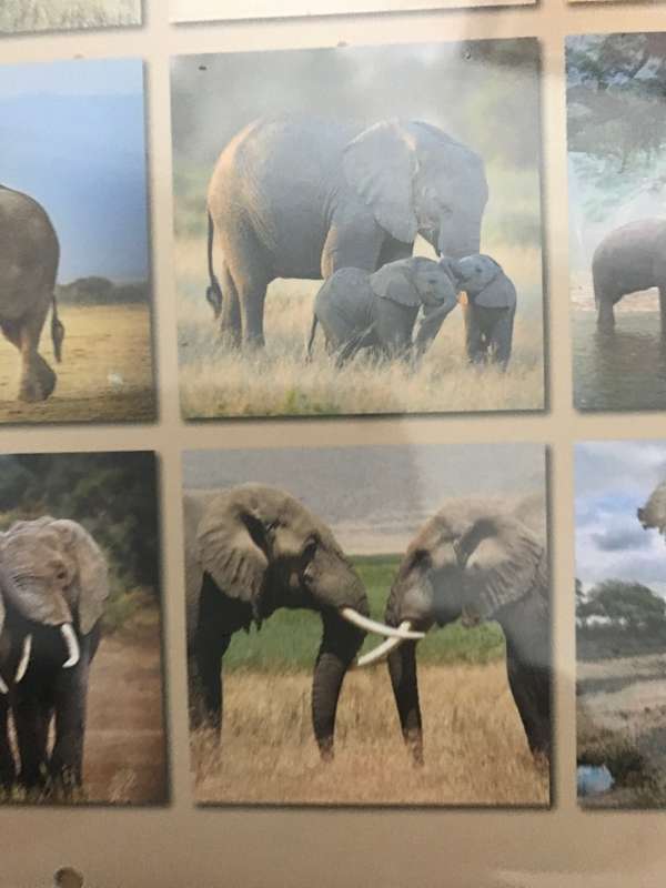 Elephants calendar 2023 Sealed New
