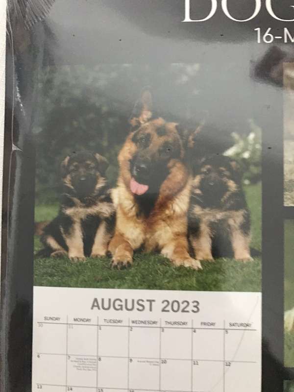 Dogs and Puppies calendar 2023 Sealed New