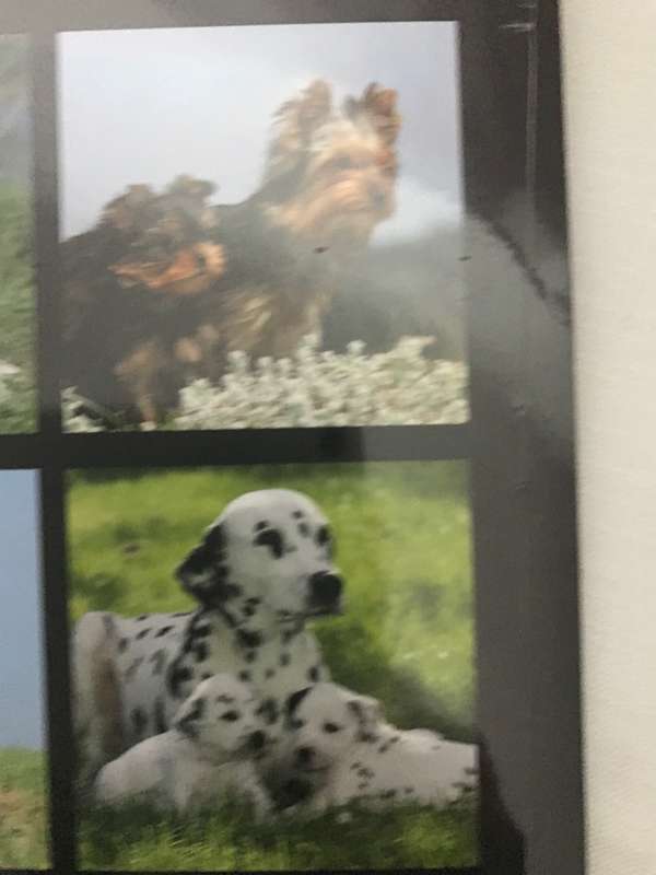 Dogs and Puppies calendar 2023 Sealed New