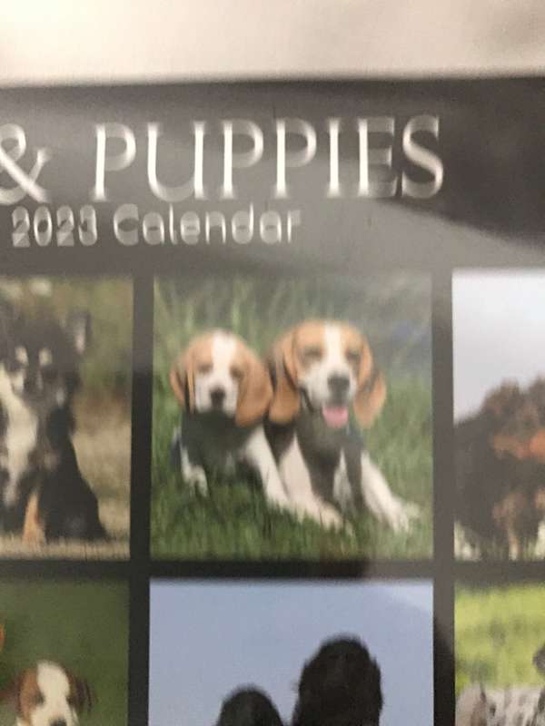 Dogs and Puppies calendar 2023 Sealed New