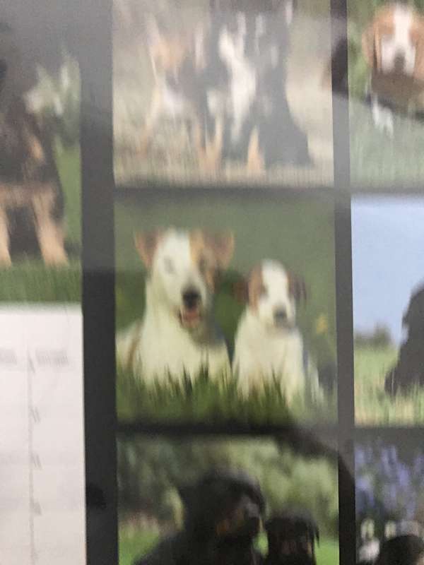 Dogs and Puppies calendar 2023 Sealed New
