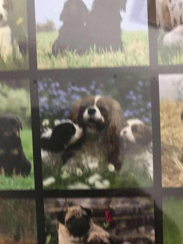 Dogs and Puppies calendar 2023 Sealed New