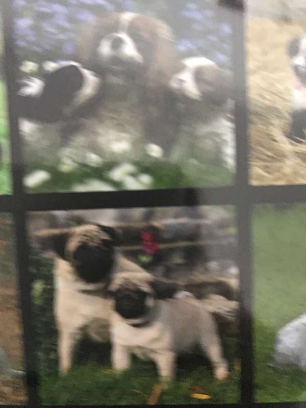 Dogs and Puppies calendar 2023 Sealed New