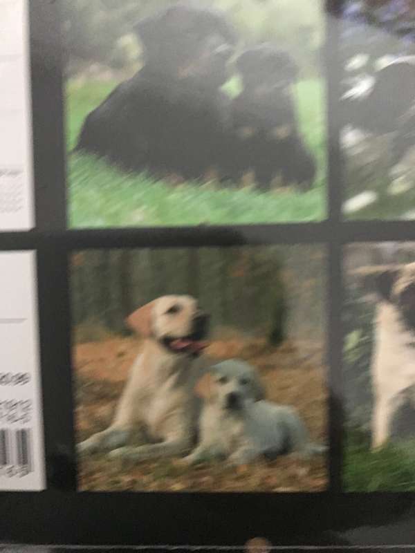 Dogs and Puppies calendar 2023 Sealed New