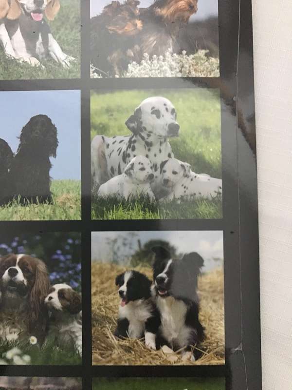 Dogs and Puppies calendar 2023 Sealed New