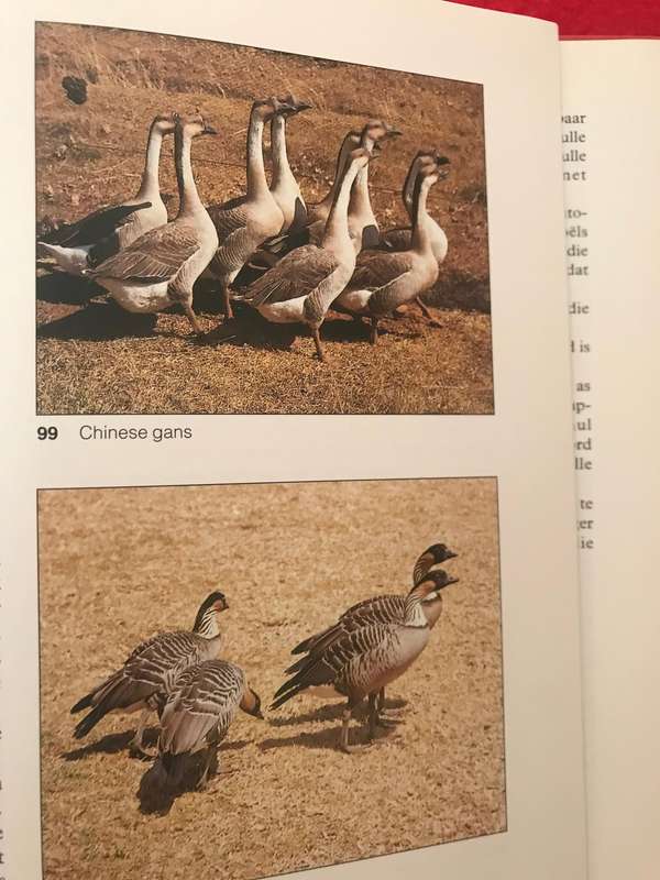 BOER SUKSESVOL MET VOELS - VIERENTIA BEUKES