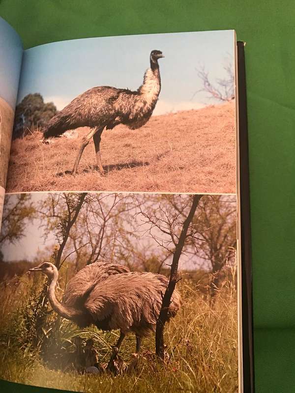 The Life of Birds David Attenboroug BBC