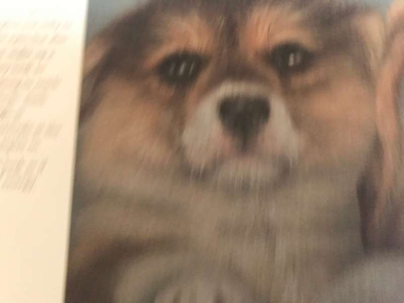 Loyal Companions Roy Victor Harding hardcover