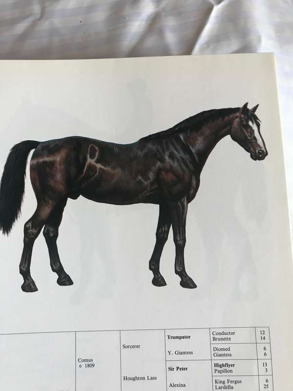 Great Horses  Champions of the turf and Internationally famous race courses