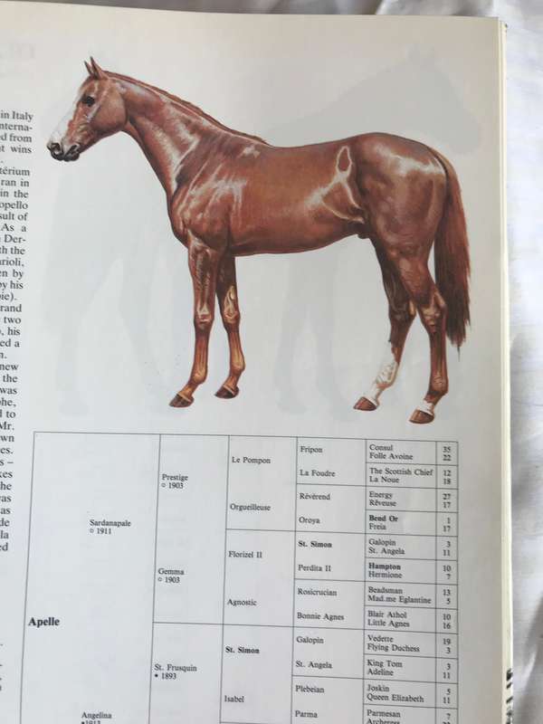 Great Horses  Champions of the turf and Internationally famous race courses