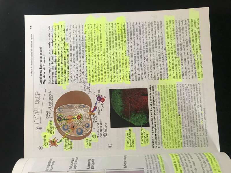 Basic Immunology: Functions and Disorders of the Immune System - Softcover Abbas, Abul K., Lichtman,