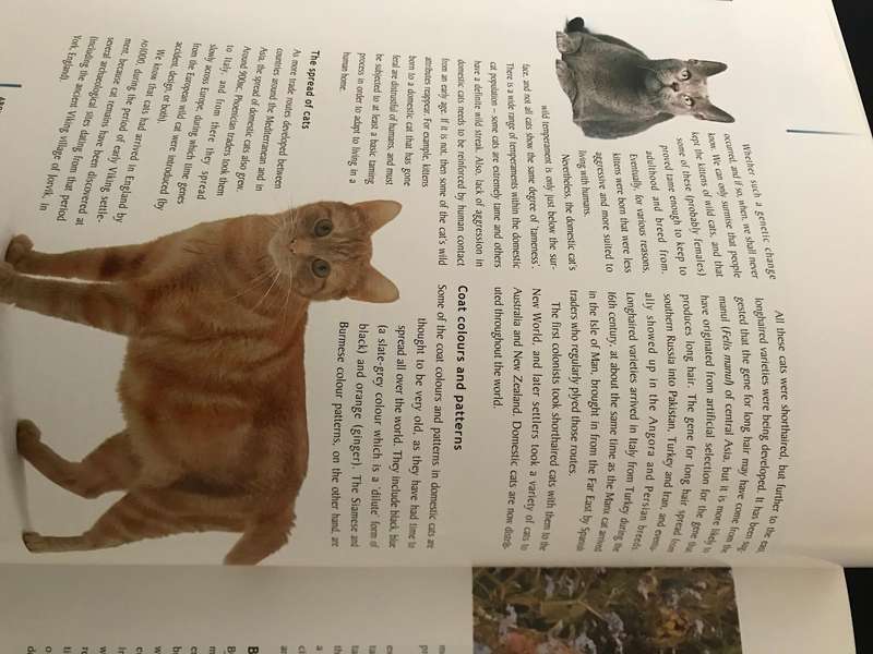 The Cat owner Handbook