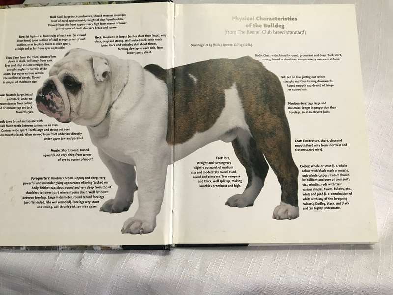 Book: Bulldog