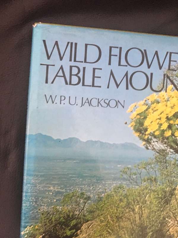 Wild Flower Table Mountain W.P.U.Jackson