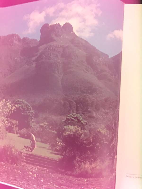 Wild Flower Table Mountain W.P.U.Jackson