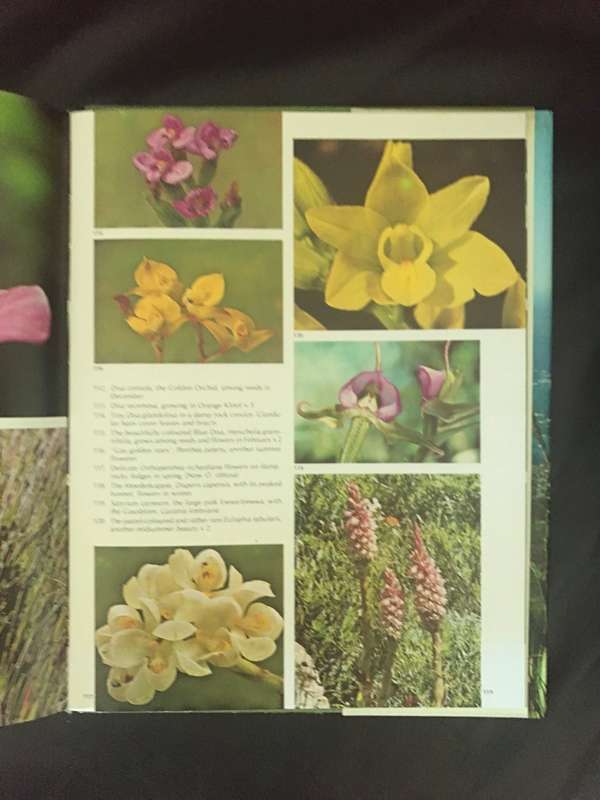 Wild Flower Table Mountain W.P.U.Jackson