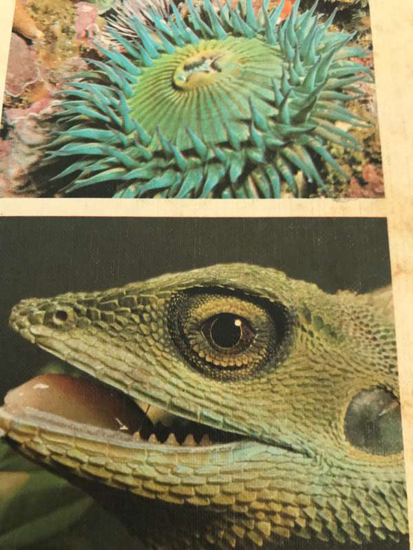 The International Wildlife Encyclopedia volume 1