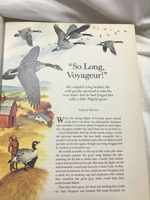 Animals can be almost human kids book