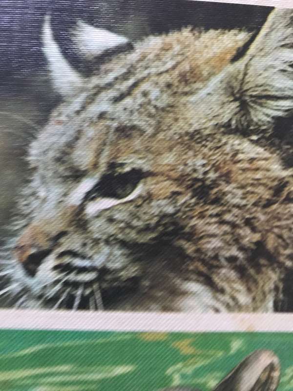 The international Wild life Encyclopedia volume 2