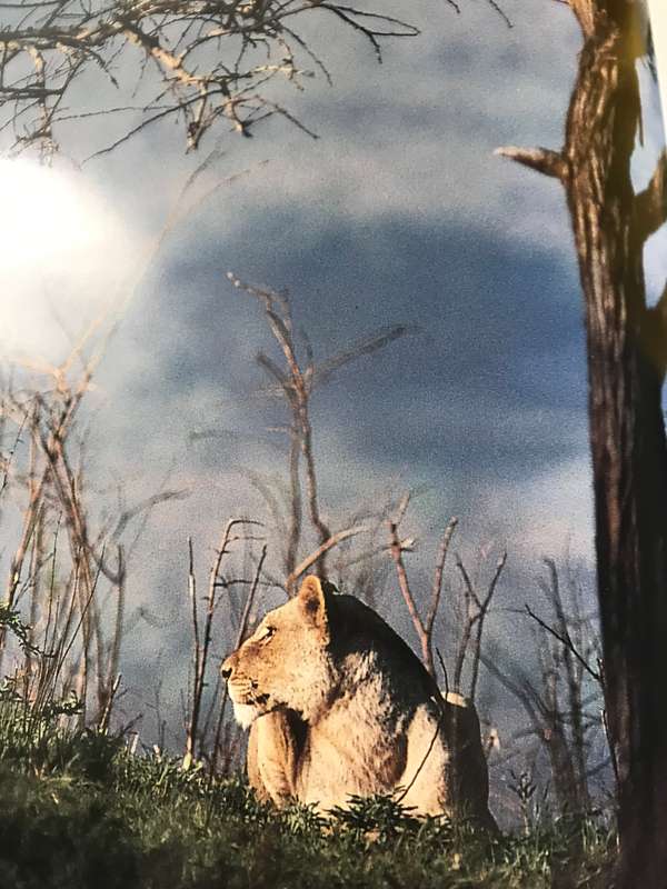 South-Africa Spectacular world of wildlife