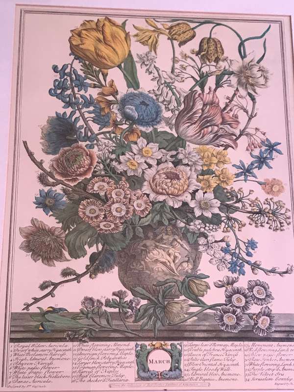 Vintage Print 12 Months of Flowers- March Robert Furber 1730 Gold Metal Frame 64cm x 54cm