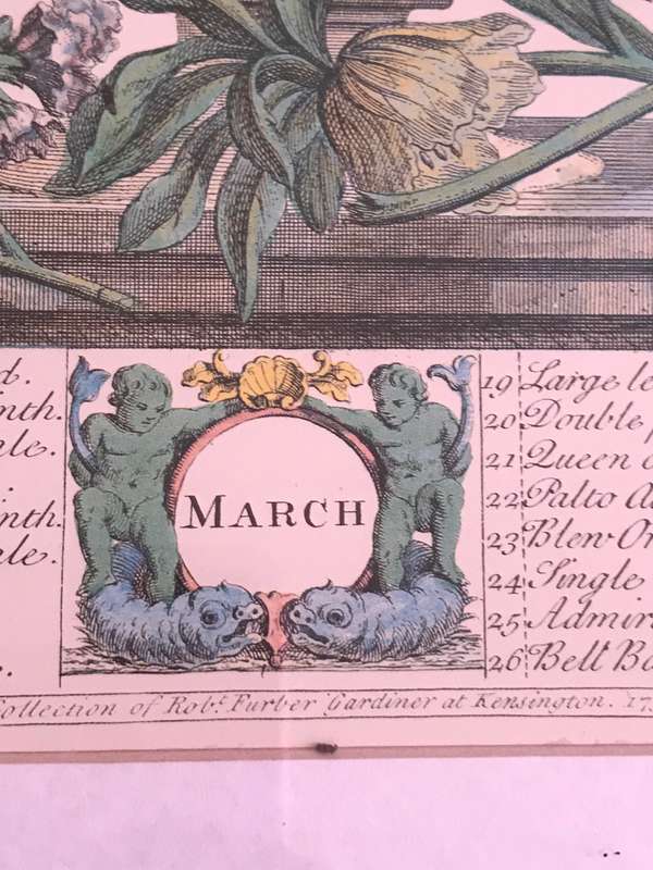 Vintage Print 12 Months of Flowers- March Robert Furber 1730 Gold Metal Frame 64cm x 54cm