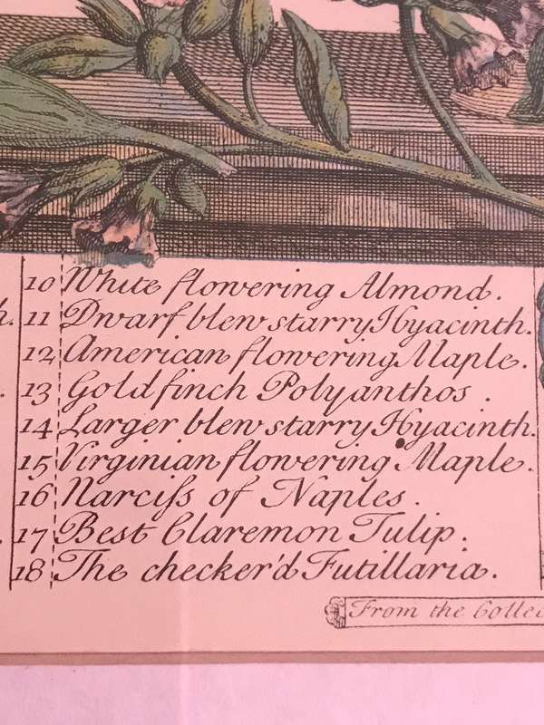 Vintage Print 12 Months of Flowers- March Robert Furber 1730 Gold Metal Frame 64cm x 54cm