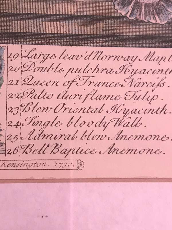 Vintage Print 12 Months of Flowers- March Robert Furber 1730 Gold Metal Frame 64cm x 54cm