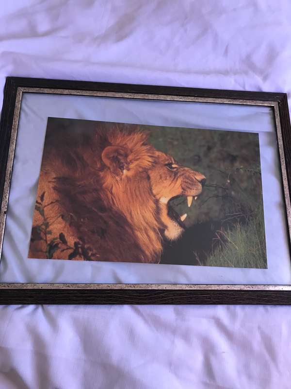 Picture Photo Print Lion Roar Male 34cm x 53.5 cm Beautiful frame 54cm x 74cm in. glass slight tilt