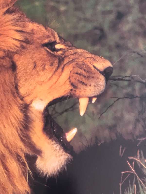 Picture Photo Print Lion Roar Male 34cm x 53.5 cm Beautiful frame 54cm x 74cm in. glass slight tilt