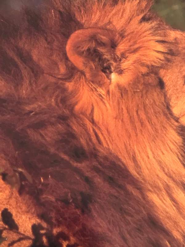 Picture Photo Print Lion Roar Male 34cm x 53.5 cm Beautiful frame 54cm x 74cm in. glass slight tilt