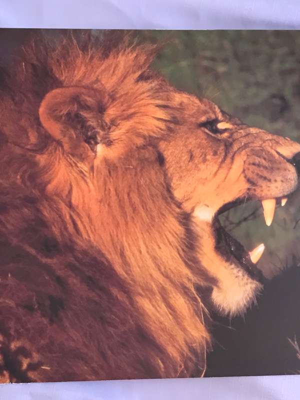 Picture Photo Print Lion Roar Male 34cm x 53.5 cm Beautiful frame 54cm x 74cm in. glass slight tilt