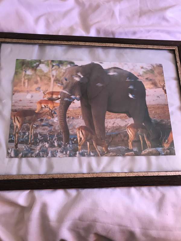 Picture Photo Print Elephant Springbok Birds  34cm x 53.5 cm Beautiful frame 54cm x 74cm in glass