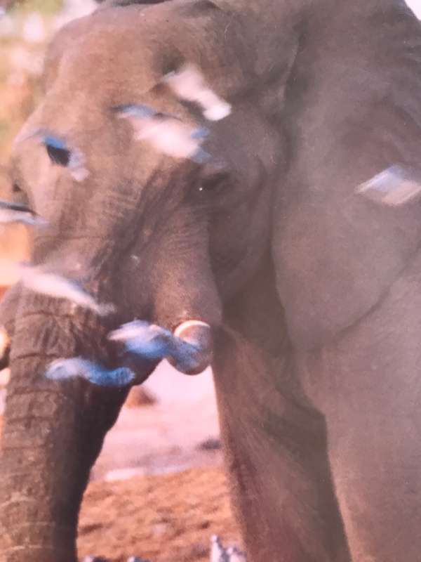 Picture Photo Print Elephant Springbok Birds  34cm x 53.5 cm Beautiful frame 54cm x 74cm in glass