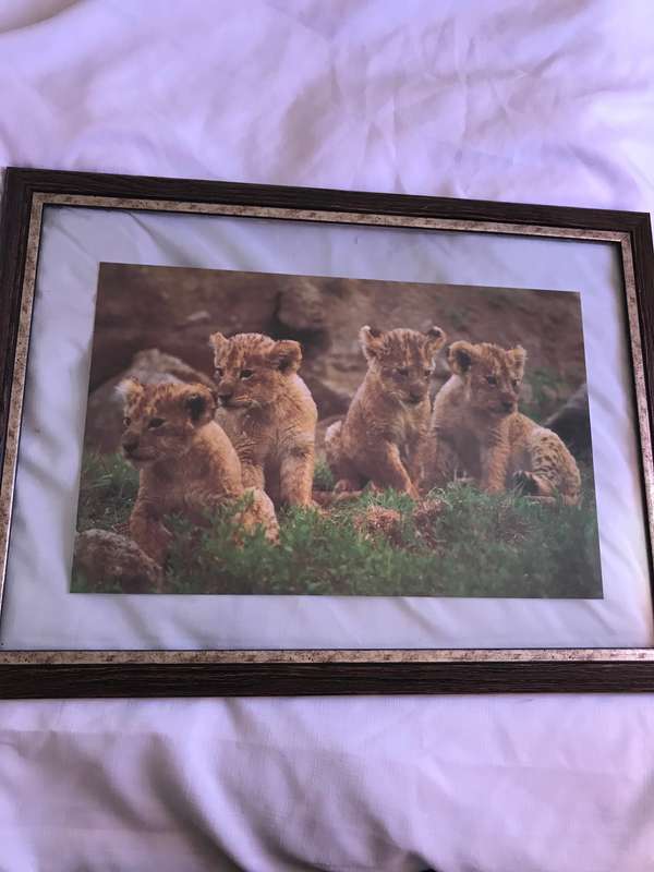 Picture Photo Print Four Lion Cubs  34cm x 53.5 cm Beautiful frame 54cm x 74cm in. glass