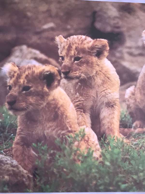 Picture Photo Print Four Lion Cubs  34cm x 53.5 cm Beautiful frame 54cm x 74cm in. glass
