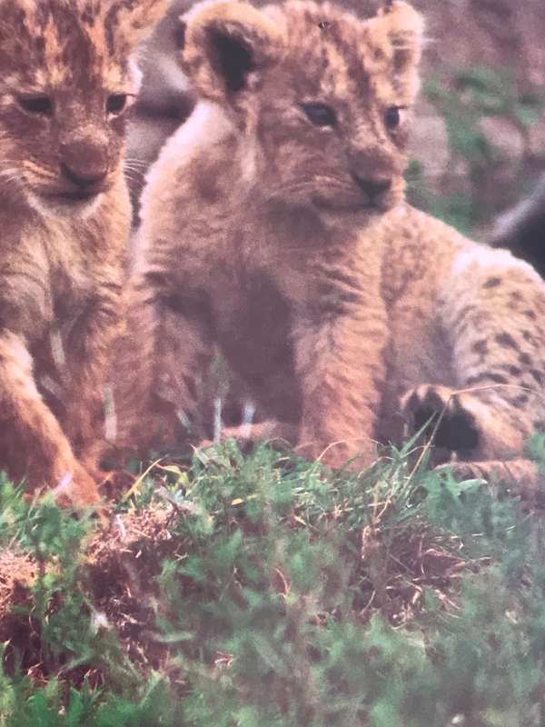 Picture Photo Print Four Lion Cubs  34cm x 53.5 cm Beautiful frame 54cm x 74cm in. glass