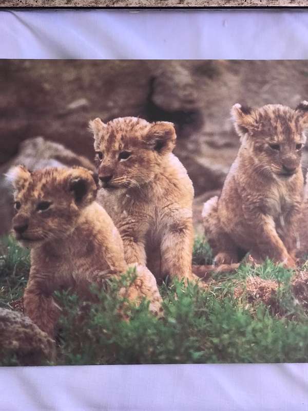 Picture Photo Print Four Lion Cubs  34cm x 53.5 cm Beautiful frame 54cm x 74cm in. glass