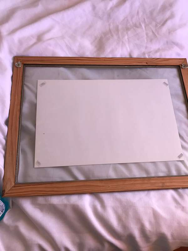 Picture Photo Print Lion Roar Male 34cm x 53.5 cm Beautiful frame 54cm x 74cm in. glass slight tilt