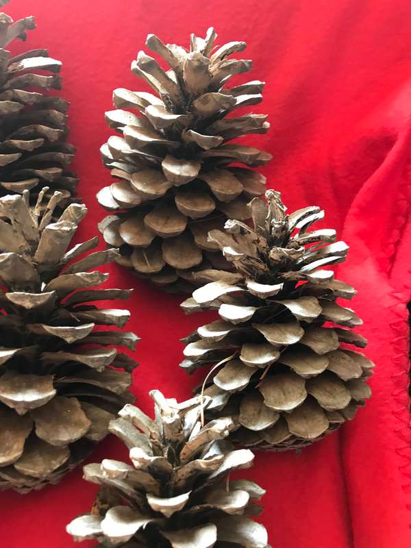 10 Pine cones